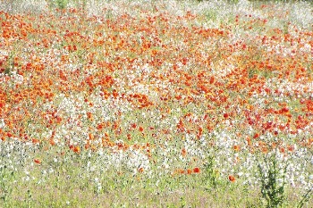 A vast field of white | Free Photo - rawpixel