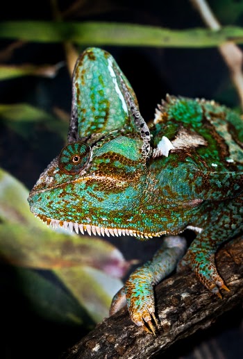 A Veiled chameleon - i like this photo because both the eye and the nails are in focus.