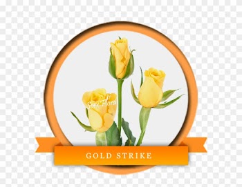 A Very Fresh Bright Yellow Rose Gold Strike Is Very - Rose