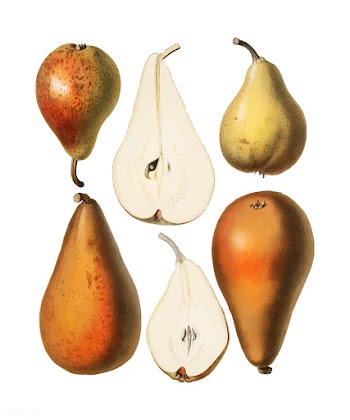 A vintage chromolithograph of fresh pears pri.. | Free stock vector - 471268