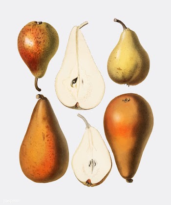 A vintage chromolithograph of fresh pears pri.. | Free stock vector - 471274