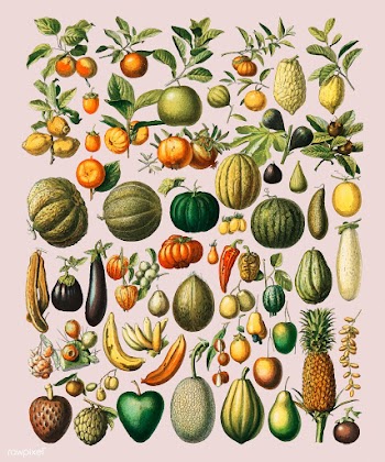 A vintage illustration of a wide variety of f.. | Free stock vector - 471592