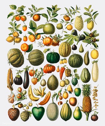A vintage illustration of a wide variety of f.. | Free stock vector - 471601
