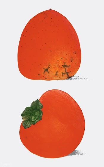 A vintage illustration of fresh persimmons fr.. | Free stock vector - 471602