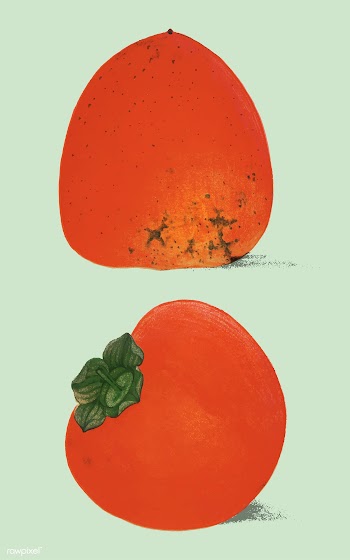 A vintage illustration of fresh persimmons fr.. | Free stock vector - 471615