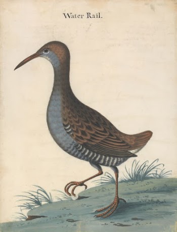 A Water Rail | Free Photo - rawpixel