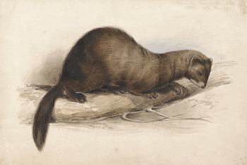 A Weasel (1832) painting in high | Free Photo - rawpixel