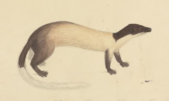 A Weasel | Free Photo - rawpixel