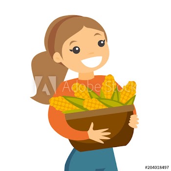 A white happy woman with a basket of corncobs after corn crops harvesting in a farm field