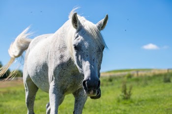 A White Horse on Standing on Green Grass Field
