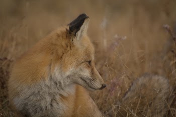 A wild fox sitting in a field | Free Photo - rawpixel