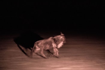 A Wildebeest is illuminated in an | Free Photo - rawpixel