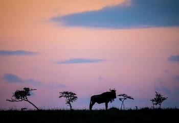 A wildebeest is silhouetted against the dawn | Free Photo - rawpixel