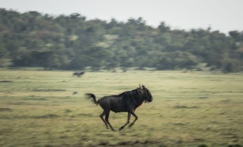 A Wildebeest runs across the grassland | Free Photo - rawpixel