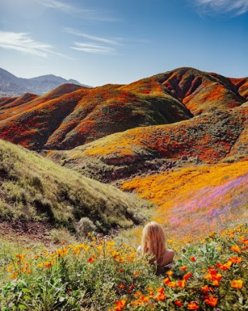 A Woman Sitting on the Field of Orange Flowers