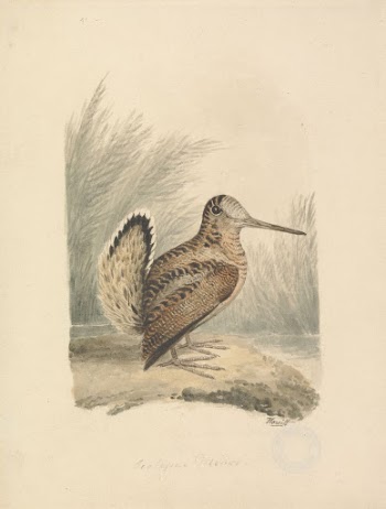 A Woodcock | Free Photo - rawpixel