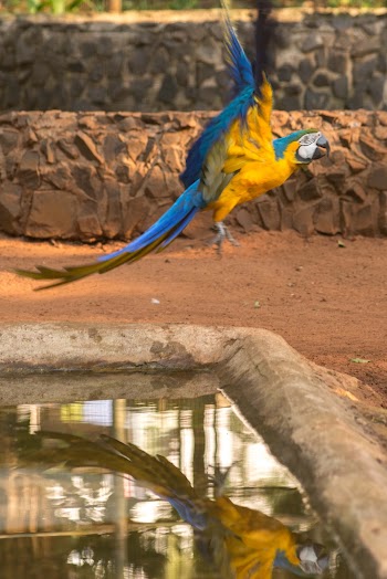 A Yellow And Blue Macaw Flying Over A Pond
