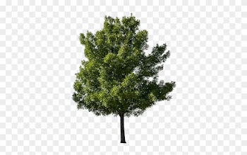 A Yellow Greenish Tinted Tree With The Background Removed - Tree Picsart
