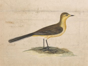 A Yellow Wagtail | Free Photo - rawpixel
