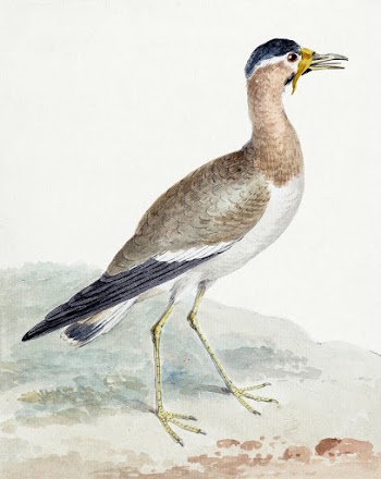 A Yellow-wattled Lapwing (ca.… | Free public domain illustration