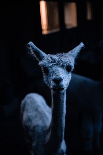 A young alpaca
