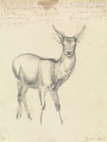 A Young Deer | Free Photo - rawpixel