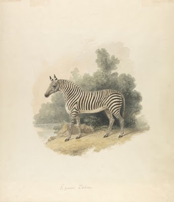 A Zebra | Free Photo - rawpixel