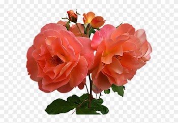 A1c0d4a3 - Hybrid Tea Rose
