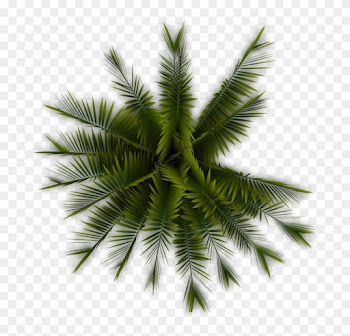 A56 Palmtree Pp - Palm Tree Top View Png