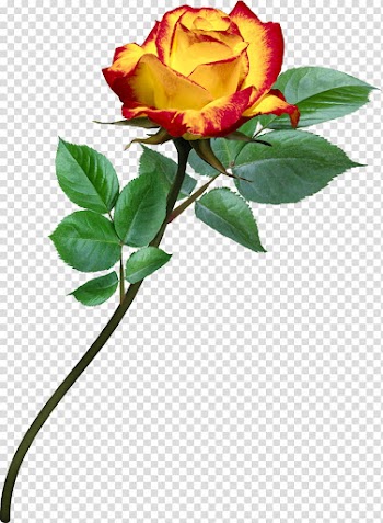 AA roses , yellow and red rose flower transparent background PNG clipart