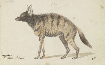 Aardwolf by Charles Hamilton Smith | Free Photo - rawpixel
