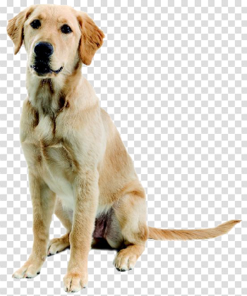 Abandoned Dog PNG Image