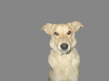 Abandoned Dog Transparent Image