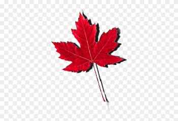 Abortion In Canada - Maple Leaf Fall Canada Tree Fan Gift T Shirt