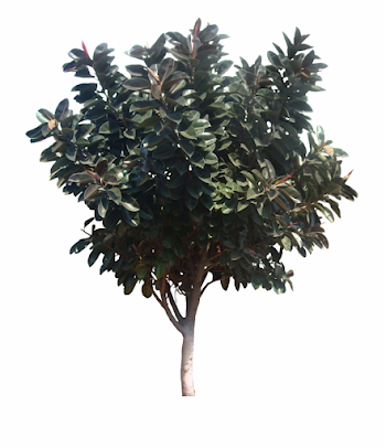 About 6 M - Magnolia Tree Png, Transparent Png Download For Free ...