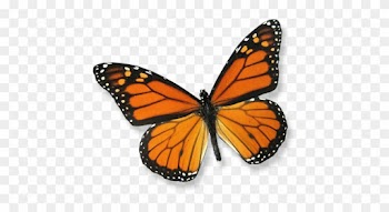 About Butterfly Releases - Framed Monarch Butterfly Riker Mount (6" X 5")