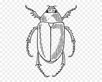 About Stag Beetles - Beetle Black And White