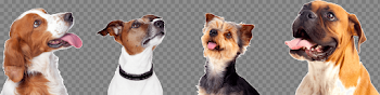 About Us | Pet Lodge Pet Resort
