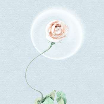 Abstract background wallpaper, white rose… | Free stock illustration | High Resolution graphic