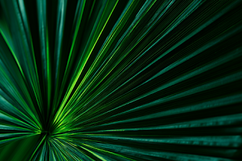 Abstract Close-Up of Tropical Palm Leaf