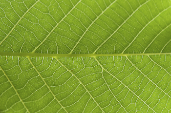 Abstract closeup green leaf texture background - Peace River ...