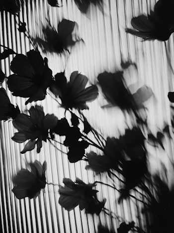 Abstract Floral Silhouette in Motion