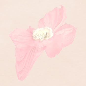 Abstract flower element, psychedelic pink… | Free stock illustration | High Resolution graphic