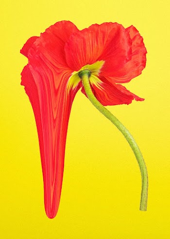 Abstract flower element, psychedelic red… | Free stock illustration | High Resolution graphic