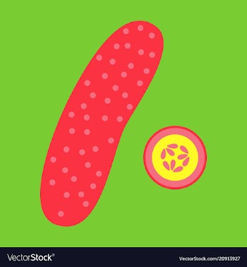 Abstract logo for whole ripe vegetable cucumber vector image