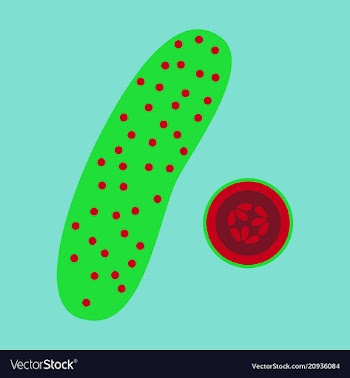 Abstract logo for whole ripe vegetable cucumber vector image