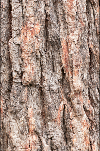 Abstract Macro Close-Up of Rugged Tree Bark