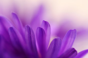 Abstract of blue petals of aster - depth of field