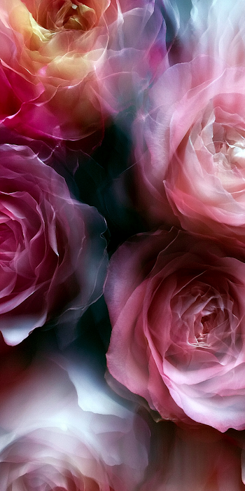 Abstract Realism Roses