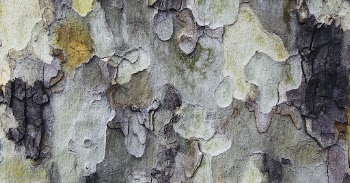 Abstract tree bark texture background, | Free Photo - rawpixel